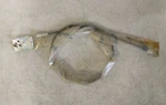 Motion Pro Speedometer Cable For Suzuki 04-040- 34910-34400 (POC1). Fixed Price $20.00.