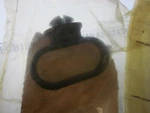 Nos Honda Grommet 1983 CB1000 82-85 CB450 81-82 Cbx 82-83 GL1100 45451-471-000. Fixed Price $8.94.